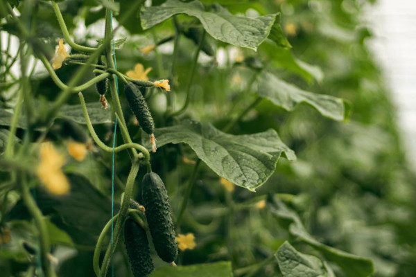 AgroGloryTime - инвестиции в агробизнес Украины по технологии blockchain